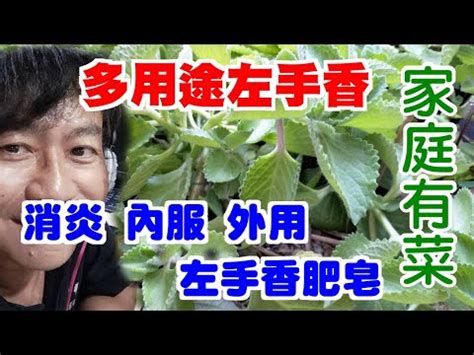 左手香可以放室內嗎|【佈置小知識】6種輕鬆種植的室內植物推薦！增添綠。